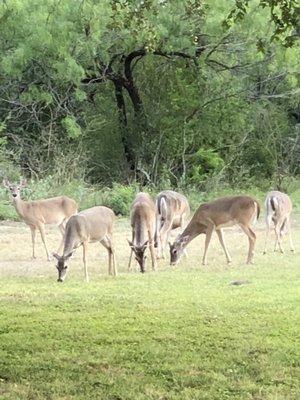 Fort Clark Springs Assn