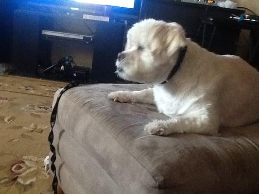 Cheryl's Pet Grooming