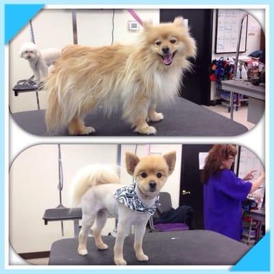 Bark N Bubbles Pet Salon