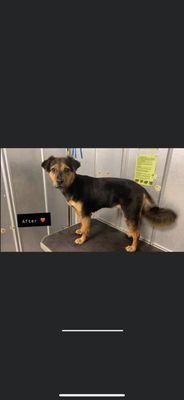 Fur baby feeling like royalty