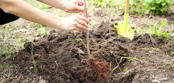 Herriman Tree Service