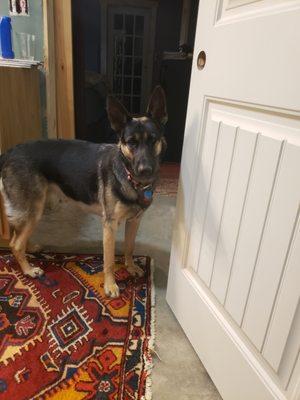 Sand Springs Animal Welfare