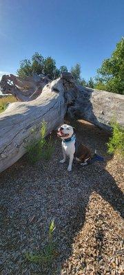 Hanging by a downed tree in Discovery Island