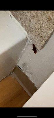 In the bathroom holes in the wall and roaches