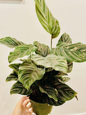 Beautiful Calathea