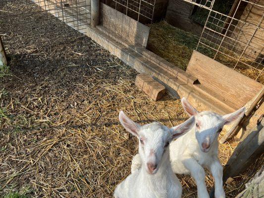 Hawai'i Island Goat Dairy