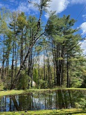 Tree Line Arborculture and Landscapes