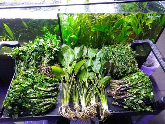 Weekly Shipments of Plants