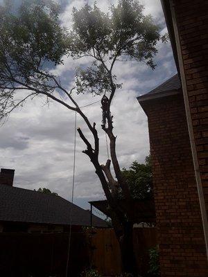 Bustos Tree Services
