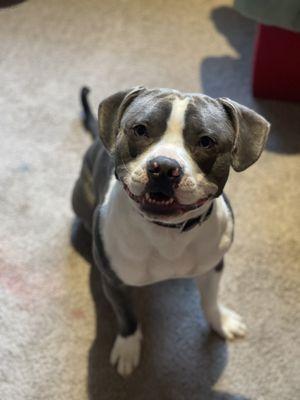 DeShawn’s pawfectionist