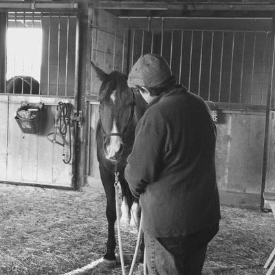 Horses love Bioresonance