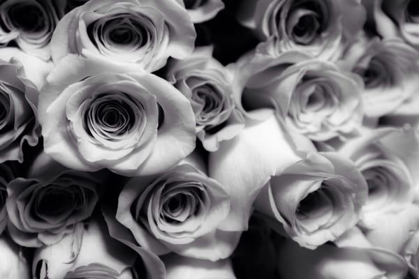 Four seasons provided me with a beautiful bouquet of 100 roses. It was so gorgeous it inspired me to take this photo!!