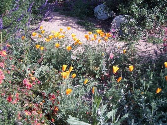 Beautiful Spring Wildflower Show!