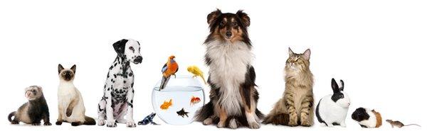 Good Life Pet Sitting L.L.C