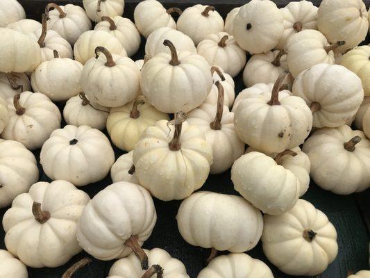 Ghost pumpkins for October!