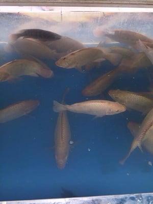 This store is great! I always go there to get fresh fish. The staff members are very cooperative. The store is very nice and clean, too.