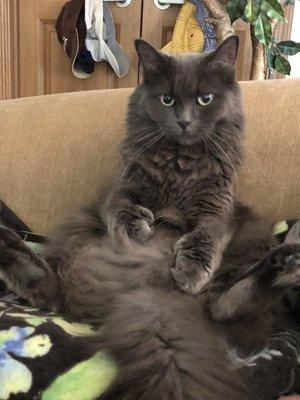 It's my cat and his name is stinker... L O L