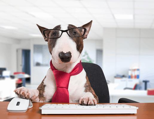 Happy Hounds - Dog Walkers of Fort Myers