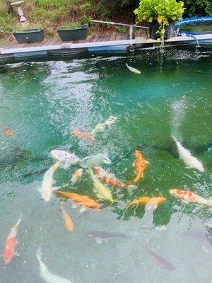 Sandy Acres Koi Farm