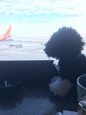 Wolfie 2 and I admire the view.