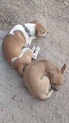 Lost Pet Patrol Services