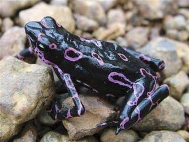 Photo of Tree Frog Q.
