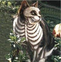Photo of Cat S.