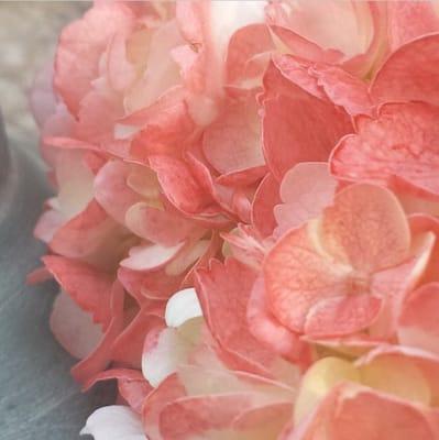 photo of Kathleen C.