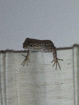 Photo of C A.