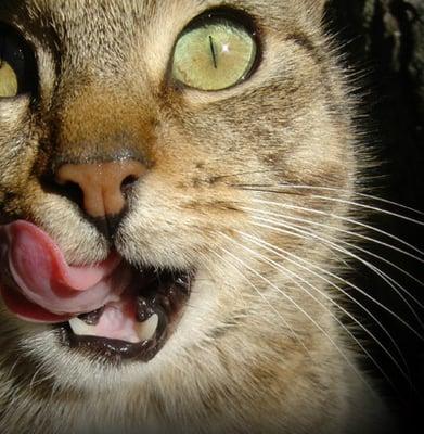 Photo of Absinthe H.