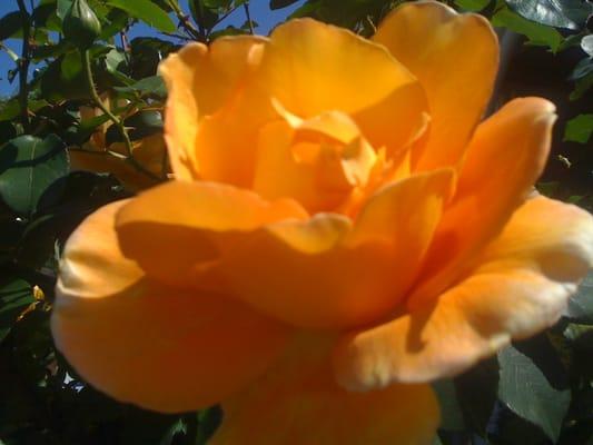 photo of Toatally S.