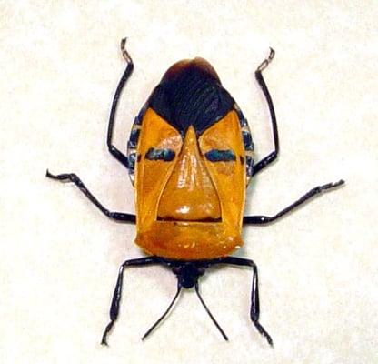 photo of Captain Bugface S.