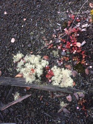 photo of Caroline C.