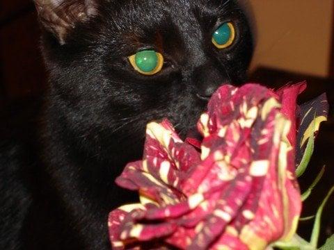 Photo of Nene T.