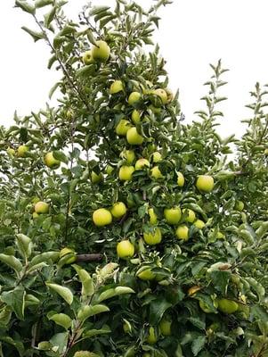 photo of Jacqueline L.