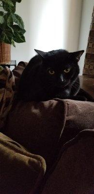 Photo of Halløj Kit Kat T.