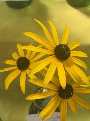 photo of Stephanie B.