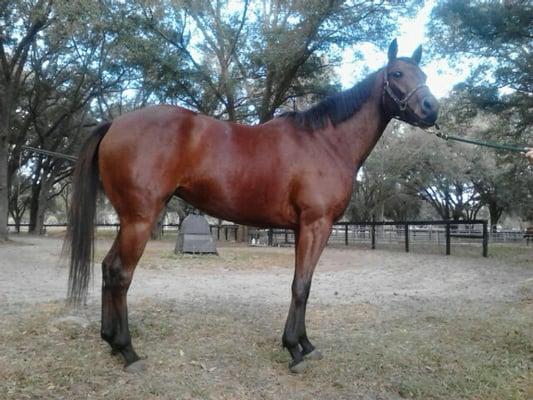 photo of Equestrian P.