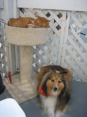 Photo of Rishikesh P.