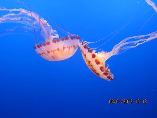 Photo of Franklin D.