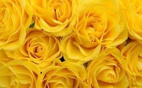 photo of Michelle T.