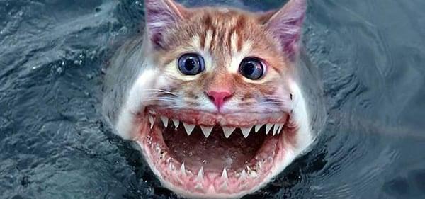 Photo of Jaws S.
