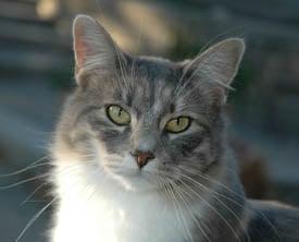 Photo of Angie C.
