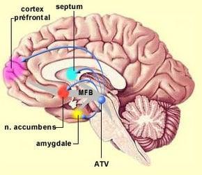 photo of Limbic System D.