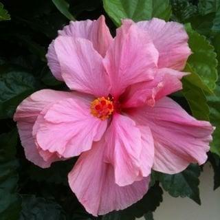 Photo of Debi S.