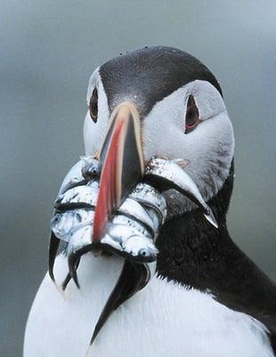 photo of B O.