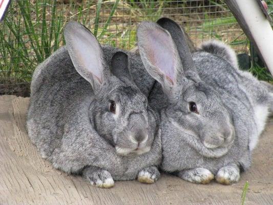 Photo of Bunny L.