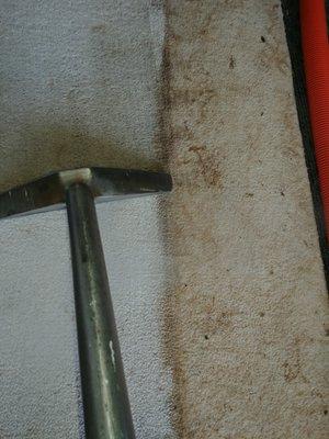 Absolute Best Carpet Cleaning