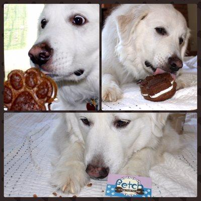 FETCH - A Treat Truck for Dogs