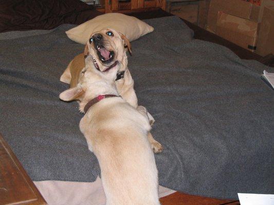 Its a Dog eat Dog world